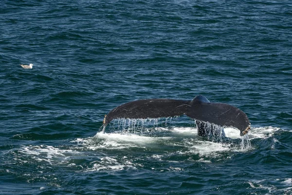 Bultrug Walvis Blazen Cape Kabeljauw Walvis Kijken Tour — Stockfoto