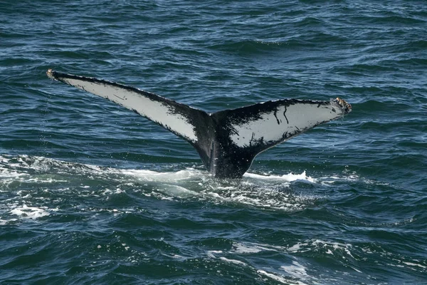 座头鲸在鳕鱼角翻滚观看游览 — 图库照片