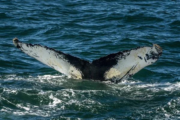 Humpback Whale Fluking Cape Cod Whale Watching Tour — Stock Photo, Image