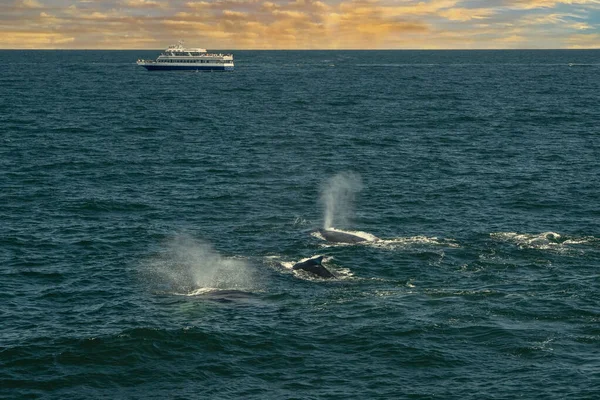 ケープコッドのザトウクジラウォッチングツアーのザトウクジラの打撃 — ストック写真