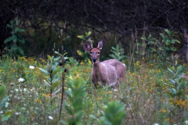 Beyaz kuyruklu geyik portresi New York eyaleti kırsalındaki evin yanında.