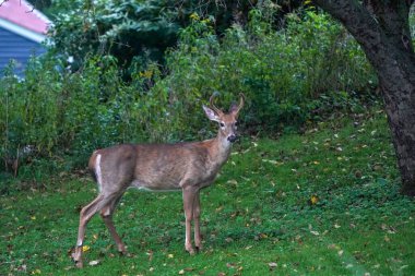 New York eyaleti kırsalındaki evin yakınındaki beyaz kuyruklu geyikler.