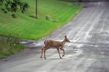  Beyaz kuyruklu geyik New York 'taki evlerin yakınından geçiyor.                             