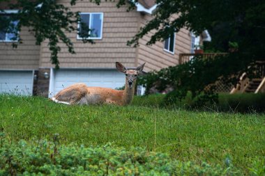 New York eyaleti kırsalındaki evin yakınındaki beyaz kuyruklu geyikler.