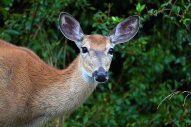 New York eyaleti kırsalındaki evin yakınlarında yağmur yağarken beyaz kuyruk geyikleri