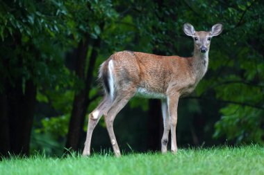 New York eyaleti kırsalındaki evin yakınındaki beyaz kuyruklu geyikler.