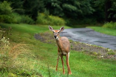 New York eyaleti kırsalındaki evin yakınındaki yolda beyaz kuyruklu geyikler var.
