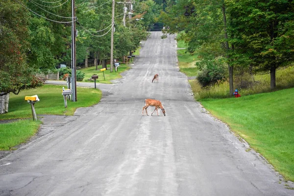 White Tail Deers Road House New York State County Countryside — Stock Photo, Image