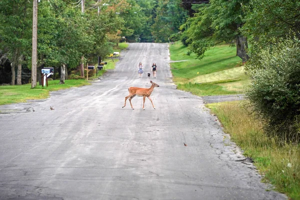 Cervo Cauda Branca Que Cruza Estrada Perto Das Casas Campo — Fotografia de Stock