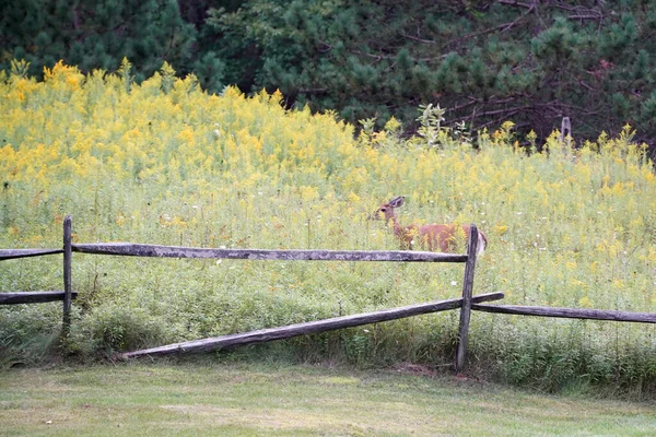 White Tail Deers House New York State County Countryside — Stock Photo, Image