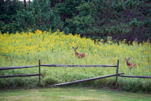 Biały Ogon Jelenie Pobliżu Domu New York State County Wsi — Zdjęcie stockowe