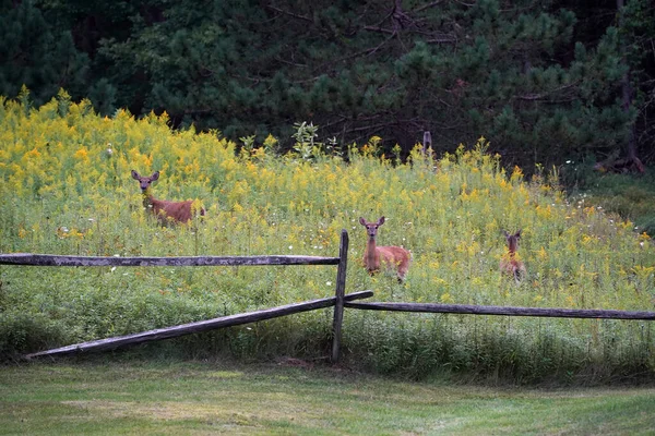 Biały Ogon Jelenie Pobliżu Domu New York State County Wsi — Zdjęcie stockowe