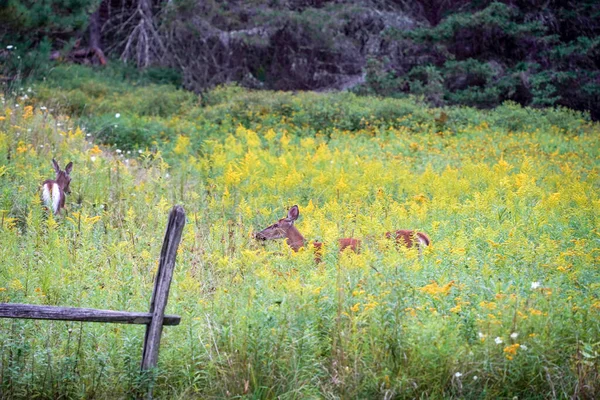 White Tail Deers House New York State County Countryside — Stock Photo, Image