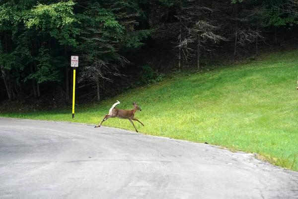 White Tail Deers Running Crossing Road House New York State — Stock Photo, Image