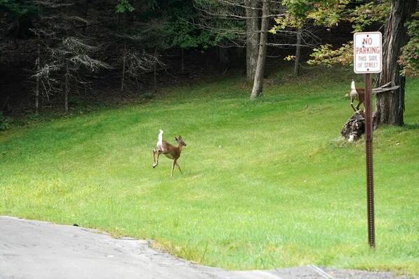 纽约州县农村的白尾鹿在房屋附近跑过马路 — 图库照片