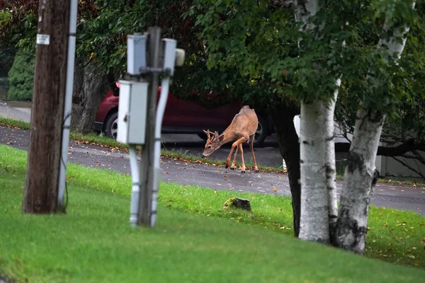 White Tail Deers House New York State County Countryside — Stock Photo, Image