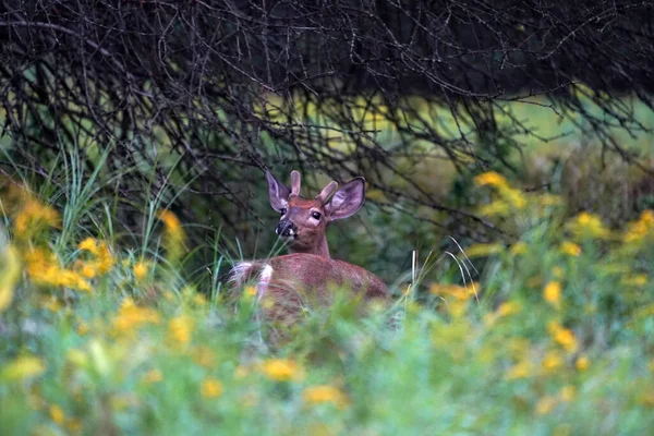 White Tail Deer Portrait House New York State County Countryside — Stock Photo, Image