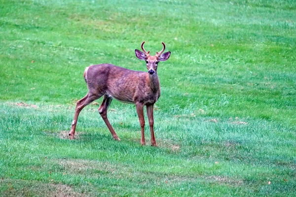 White Tail Deers House New York State County Countryside — Stock Photo, Image