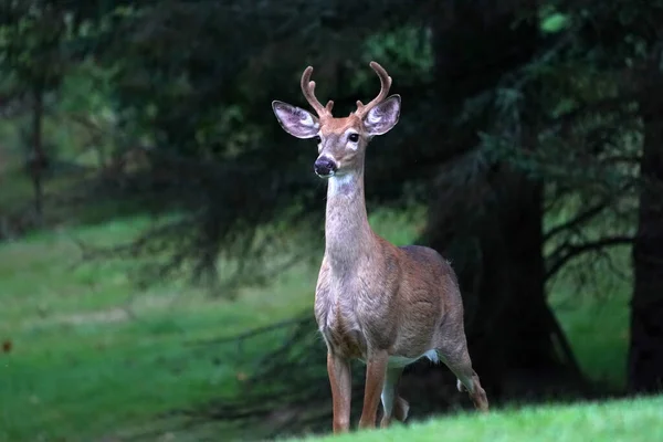 Portrait Cerf Queue Blanche Près Maison Dans Campagne Comté New — Photo