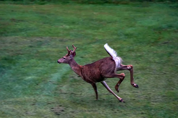 Cerf Queue Blanche Courant Près Des Maisons Dans Campagne Comté — Photo