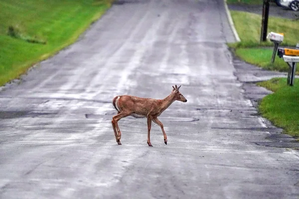 White Tail Deer Crossing Road Houses New York State Country — Stock Photo, Image