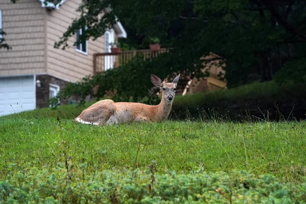 White Tail Deers House New York State County Countryside — Stock Photo, Image