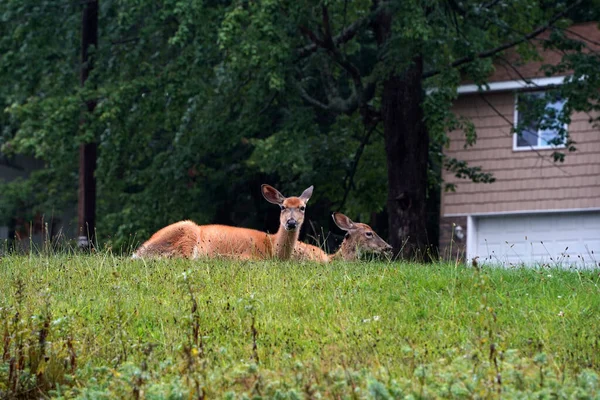 White Tail Deers House New York State County Countryside — Stock Photo, Image