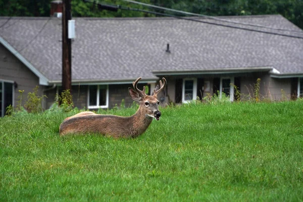 纽约州立县城郊区房子附近的白尾鹿 — 图库照片
