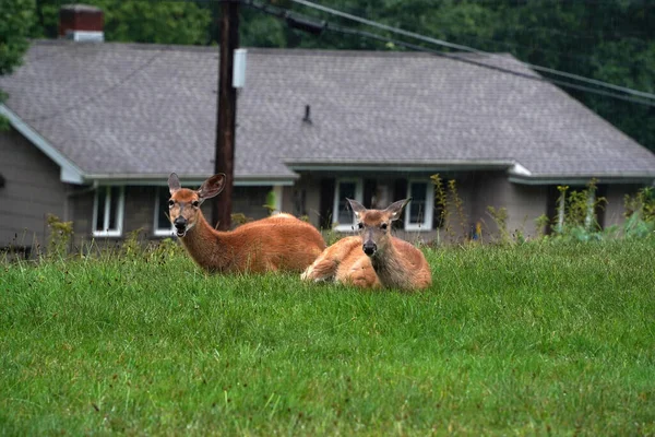 White Tail Deers House New York State County Countryside — Stock Photo, Image