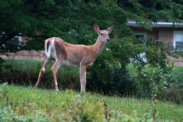White Tail Deer While Raining House New York State County — Stock Photo, Image