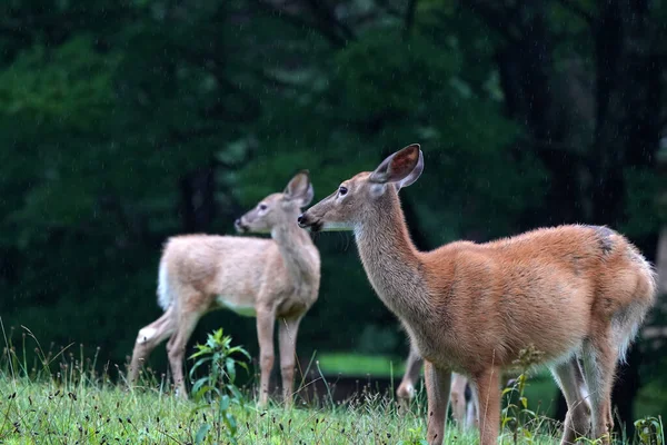 Cerfs Queue Blanche Alors Pleut Près Maison Dans Campagne Comté — Photo