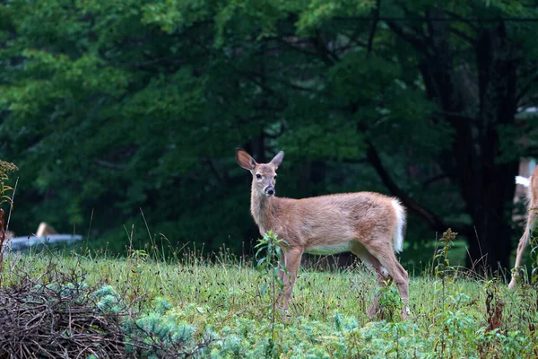 Cervo Coda Bianca Mentre Pioveva Vicino Alla Casa Nella Campagna — Foto Stock