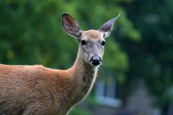 纽约州立县城郊区 在房子附近下着雨的白尾鹿 — 图库照片