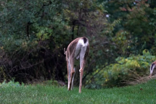 White Tail Deer While Raining House New York State County — Stock Photo, Image