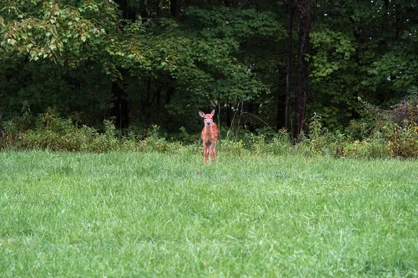 纽约州立县城农村的房子附近下着雨 白尾鹿也在睡觉 — 图库照片