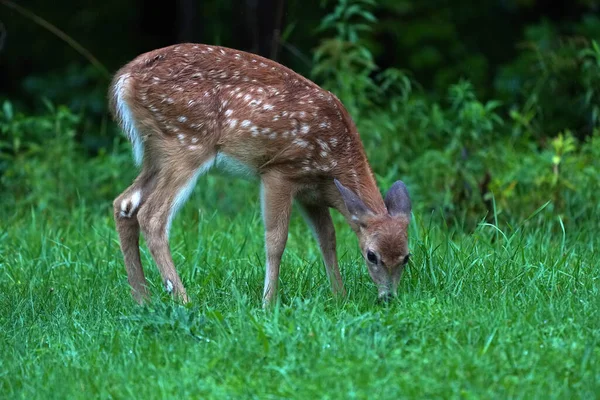 ニューヨーク州の緑の芝生の家の近くの雨の下で生まれたばかりの赤ちゃんの白い尾の鹿 — ストック写真