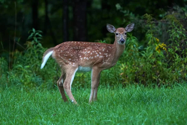纽约州新罕布什尔州绿草市 新生的白尾鹿宝宝在雨中出现在房屋附近 — 图库照片