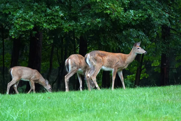 ニューヨーク州の田舎の家の近くの白い尾の鹿 — ストック写真