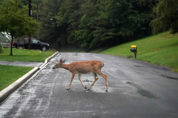 white tail deers on the road near the house in new york state county countryside