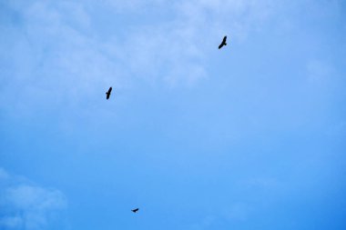 Uçan akbaba, dışarıda uçan akbaba.
