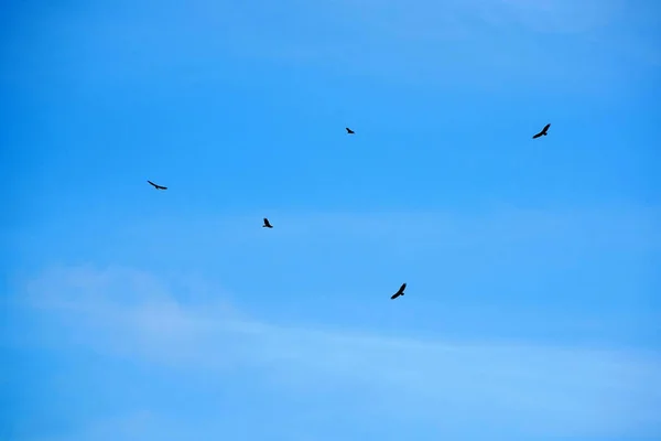 Vuelo Buitre Buitre Aves Aire Libre —  Fotos de Stock