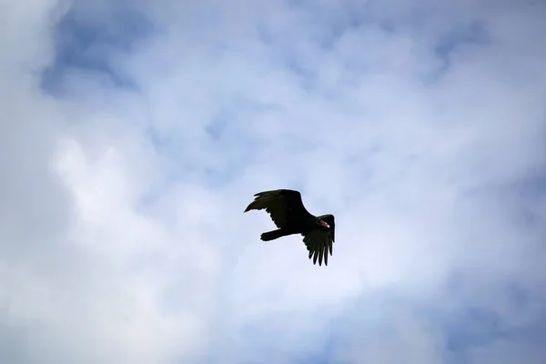 Buzzard Voador Pássaro Abutre Livre — Fotografia de Stock