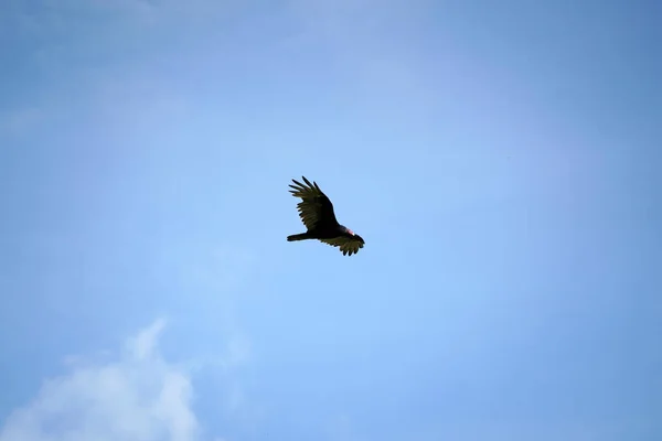 Flyga Vråk Gam Fågel Utomhus — Stockfoto