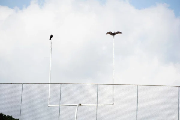 美洲足球场上的秃鹫鸟 — 图库照片