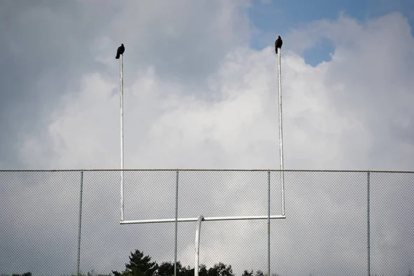 美洲足球场上的秃鹫鸟 — 图库照片