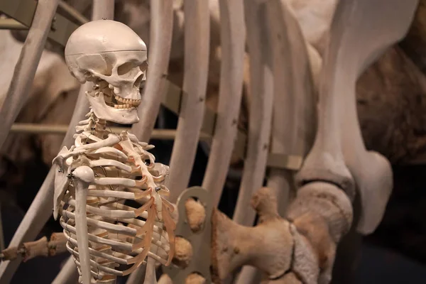 Скелет Человека Рядом Деталями Сперматозоид Кит Стороны Плавника Кости Скелета — стоковое фото