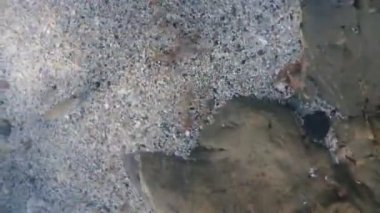 Pelagia noctiluca denizanası suyun altında yüzüyor.