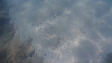 Pelagia noctiluca denizanası suyun altında yüzüyor.