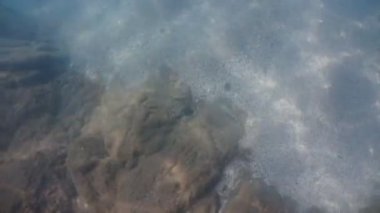 Pelagia noctiluca denizanası suyun altında yüzüyor.