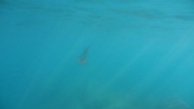 Pelagia noctiluca denizanası suyun altında yüzüyor.